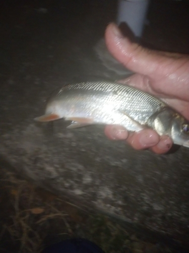 ウグイの釣果