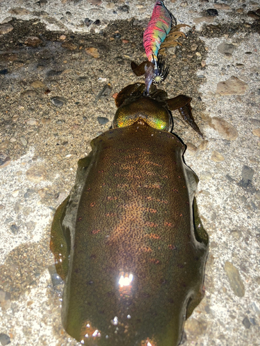 アオリイカの釣果