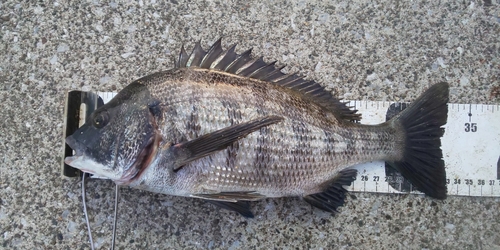 クロダイの釣果