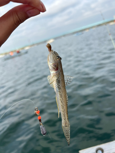 マハゼの釣果