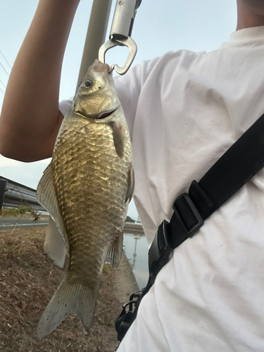 フナの釣果