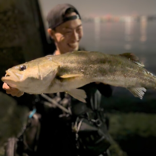 シーバスの釣果