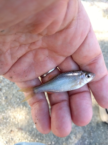 タナゴの釣果