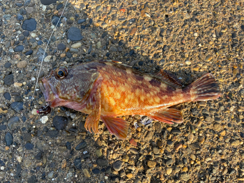 カサゴの釣果