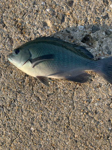 クロの釣果