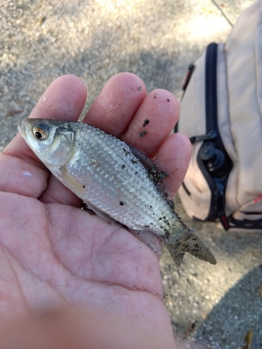 フナの釣果