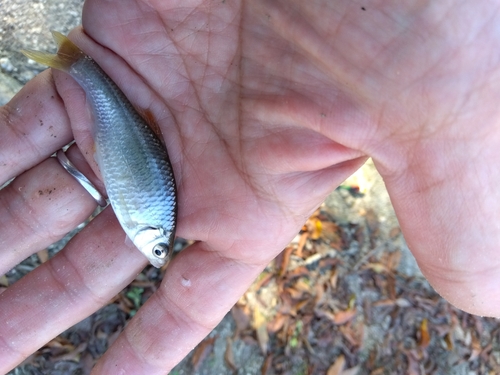 タナゴの釣果