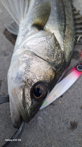 シーバスの釣果