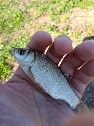 フナの釣果