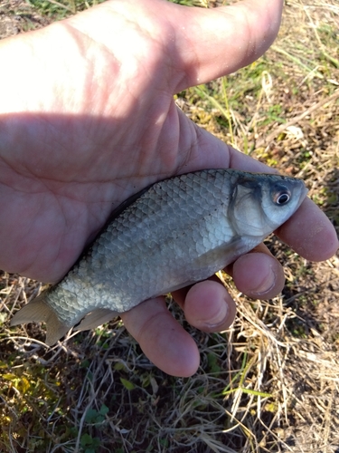 フナの釣果