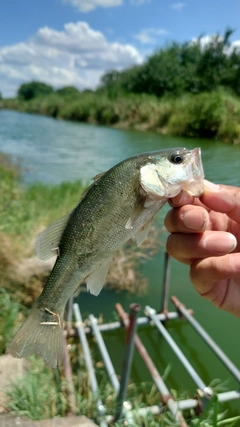 ラージマウスバスの釣果