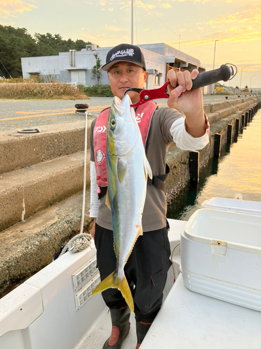 ヤズの釣果