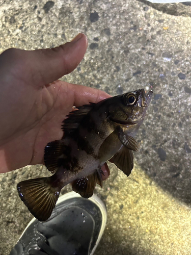 シロメバルの釣果