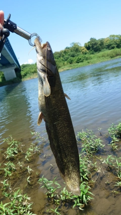 ナマズの釣果