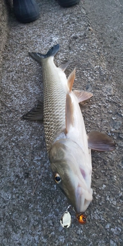 ニゴイの釣果