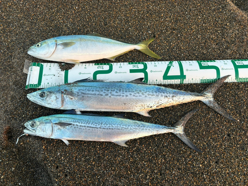 サゴシの釣果