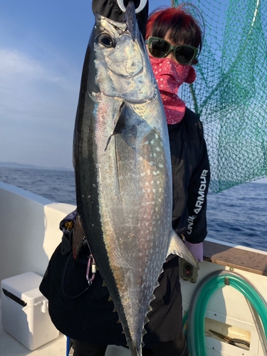 コシナガマグロの釣果