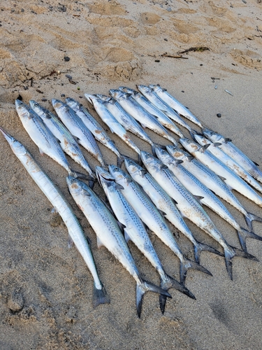 サゴシの釣果