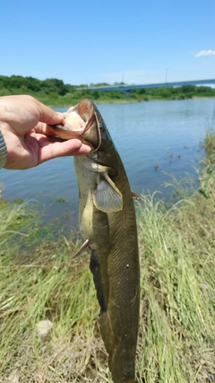 ナマズの釣果