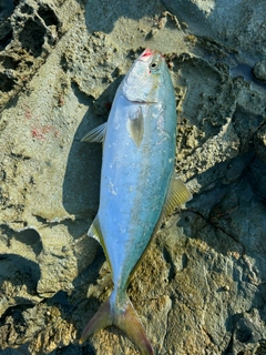 ハマチの釣果