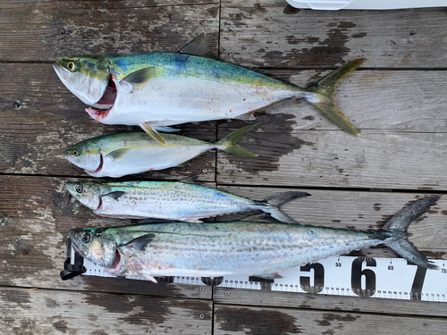 メジロの釣果