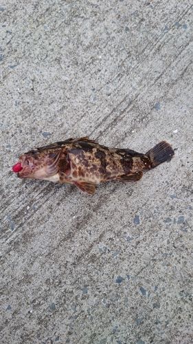 ベッコウゾイの釣果