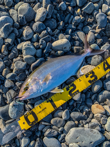 ショゴの釣果