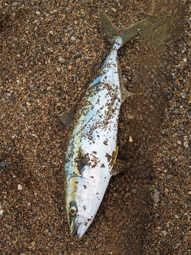 ハマチの釣果