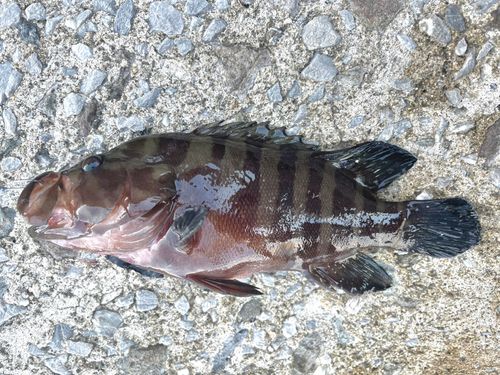 ヤミハタの釣果