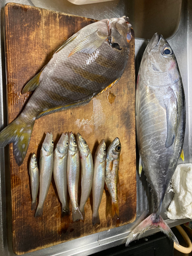 キスの釣果