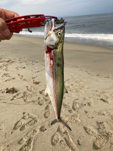 サゴシの釣果