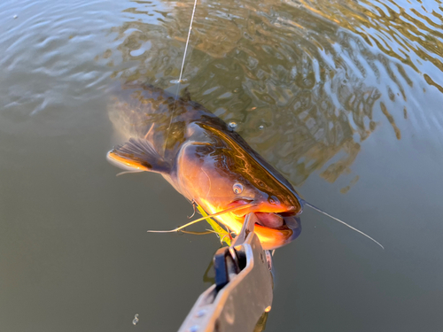 ナマズの釣果