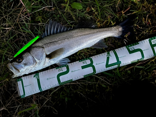 シーバスの釣果