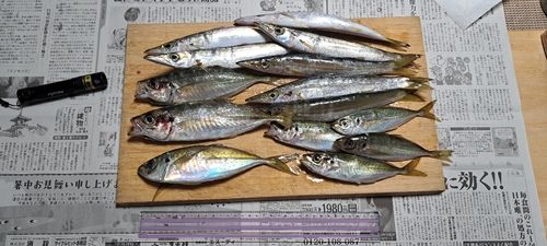 アジの釣果