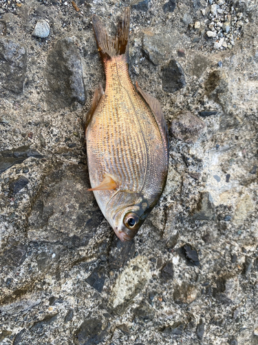 ウミタナゴの釣果