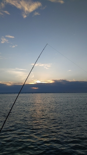 サヨリの釣果