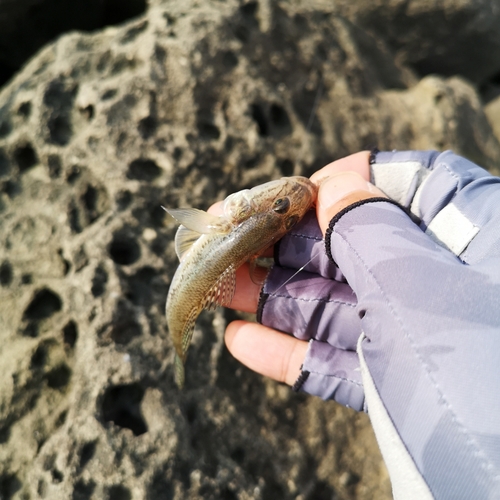 マハゼの釣果