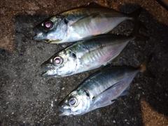 アジの釣果