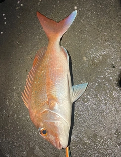 タイの釣果