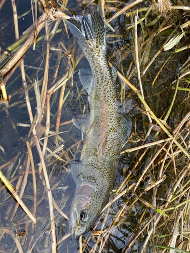 ニジマスの釣果