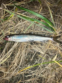 キュウリウオの釣果