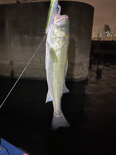 スズキの釣果