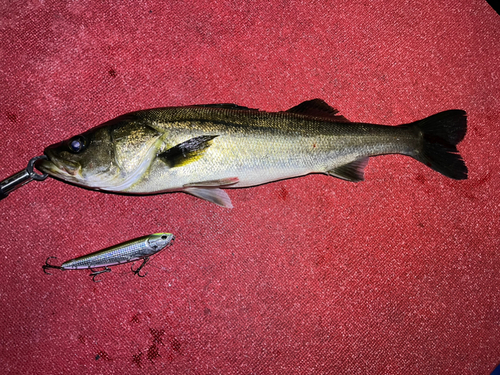 スズキの釣果