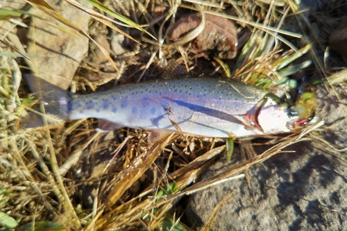 ニジマスの釣果