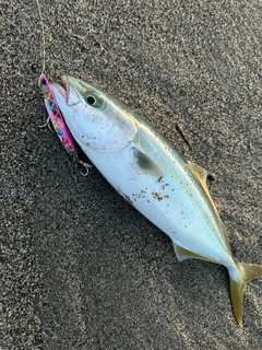 ワカシの釣果