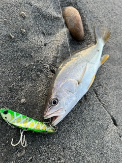 ニベの釣果