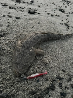 マゴチの釣果