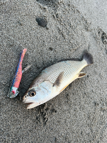 イシモチの釣果