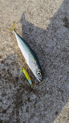 サバの釣果