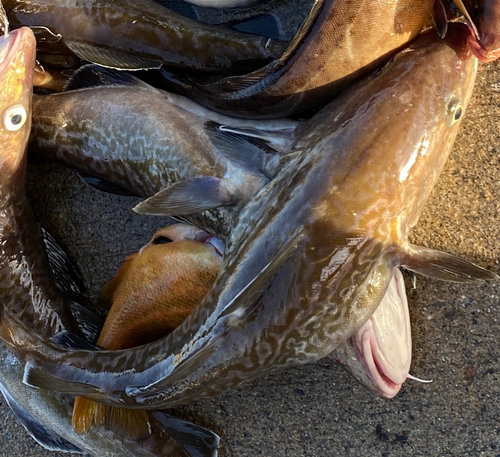 タラの釣果